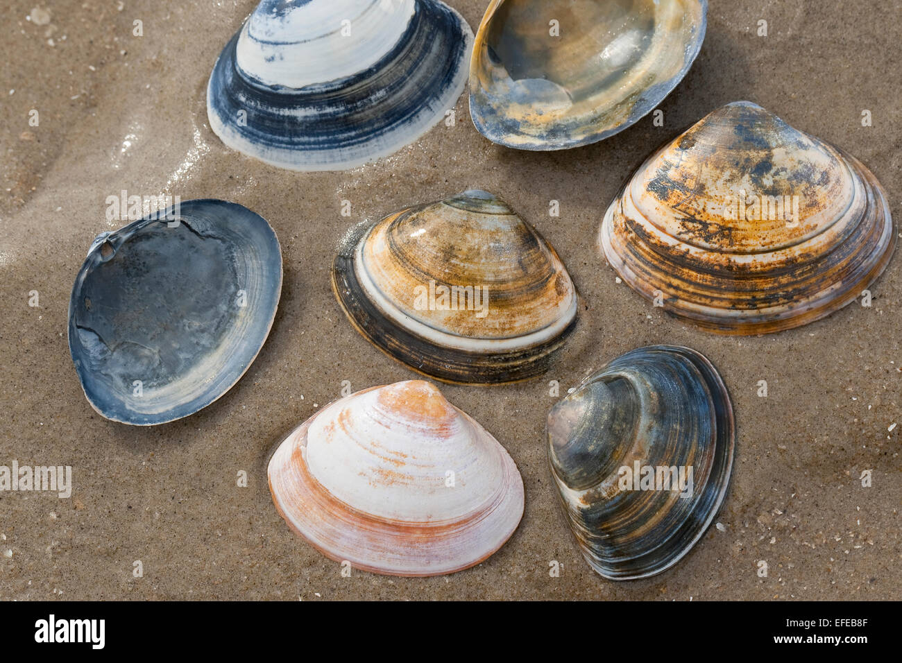 Atlantic surf clam, bar clam, thick surfclam, Feste Trogmuschel, Dickschalige Trogmuschel, Spisula solida, Muschelschale, shell Stock Photo