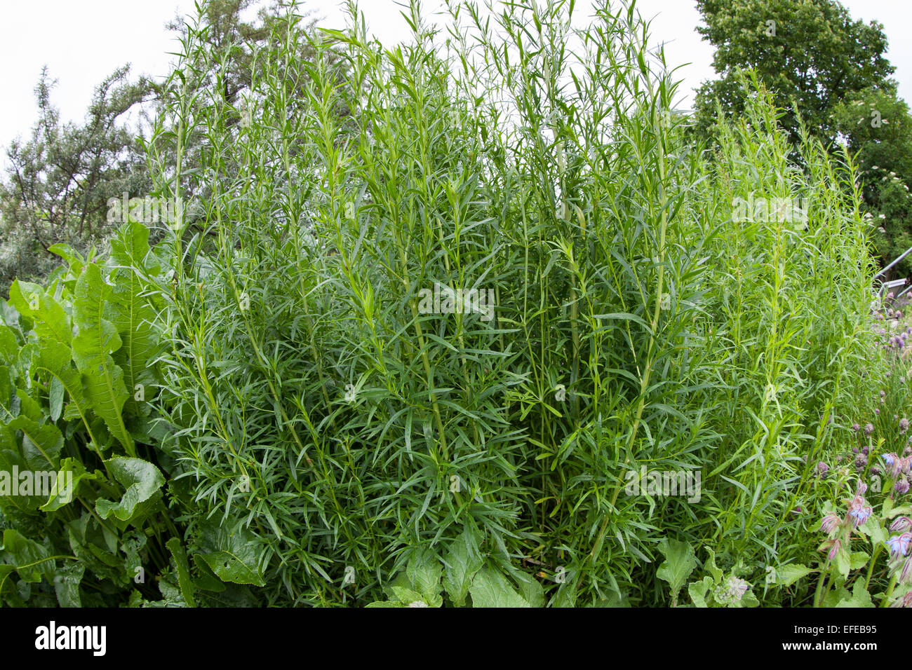 Tarragon, Estragon, Dragon, Dragun, Artemisia dracunculus Stock Photo