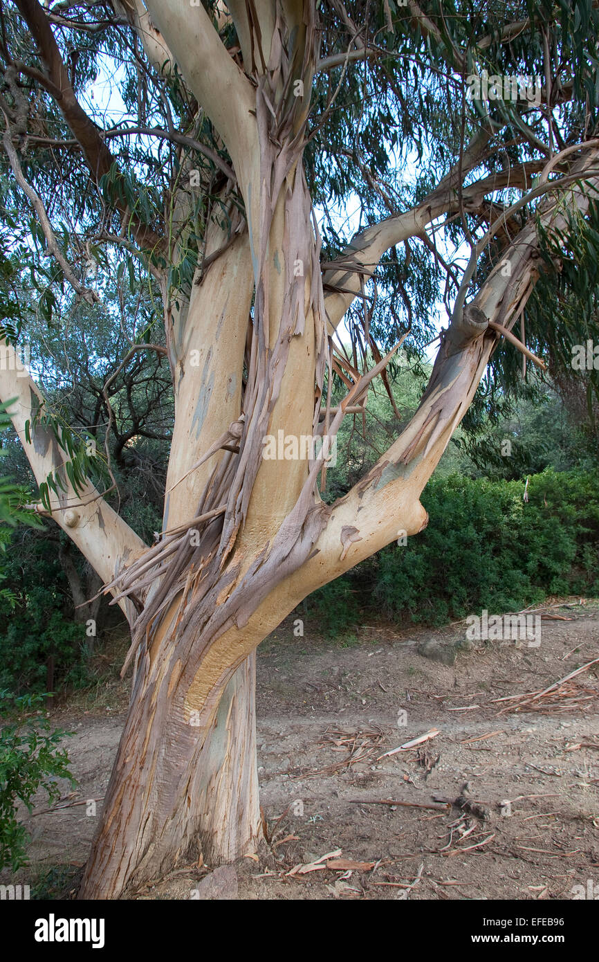 Tasmanian Blue Gum, Southern eucalyptus, Blauer Eukalyptus, Tasmanischer Blaugummibaum, Fieberbaum, Eucalyptus globulus Stock Photo