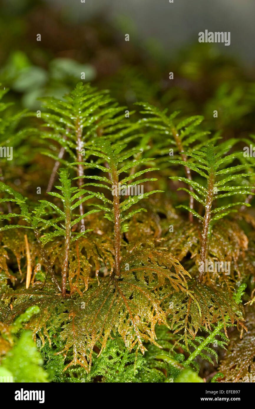 Glittering Wood-moss, Stair-step Moss, Fern Moss, feather moss, Etagenmoos, Hylocomium splendens, Hylocomium proliferum Stock Photo