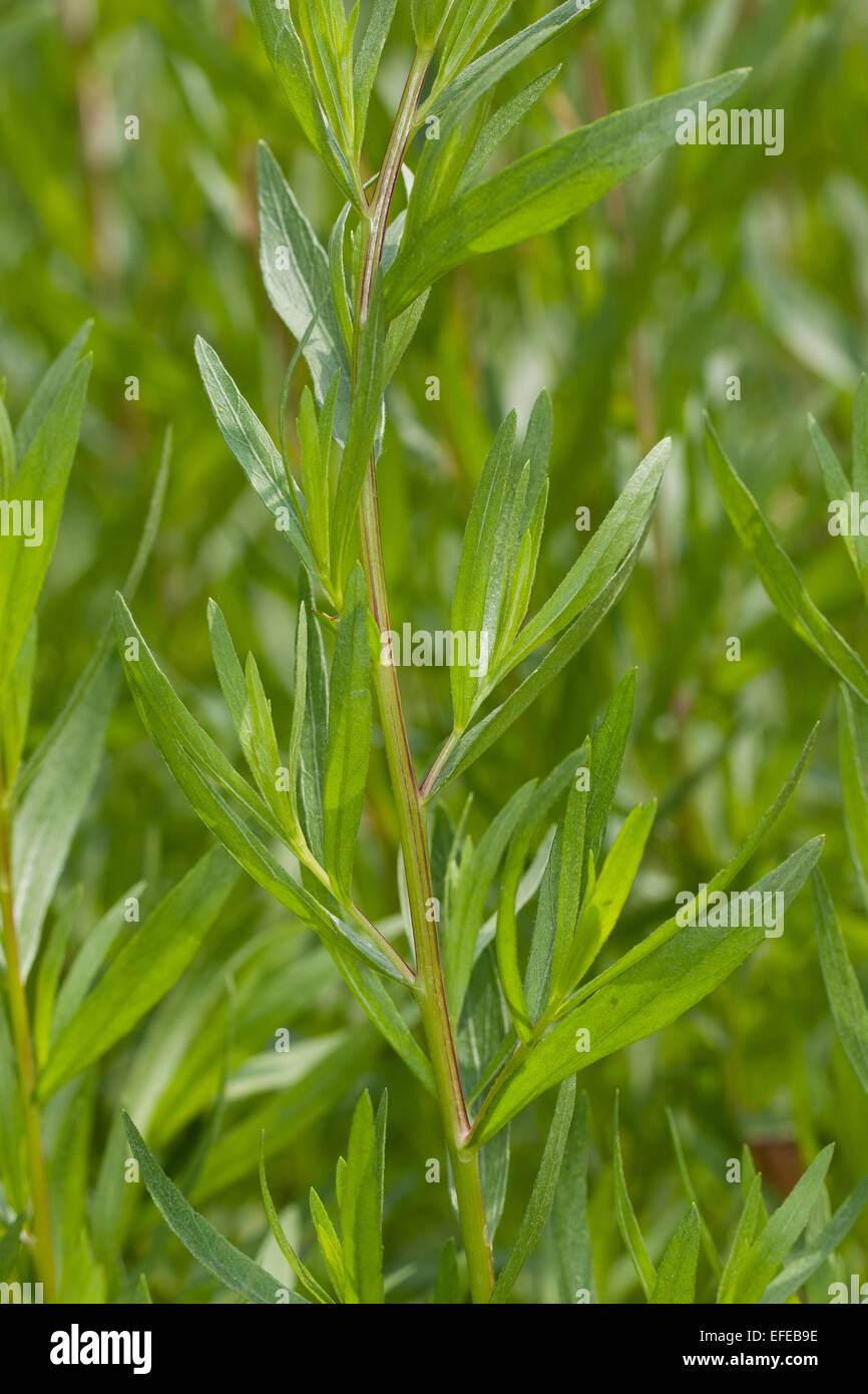 Tarragon, Estragon, Dragon, Dragun, Artemisia dracunculus Stock Photo