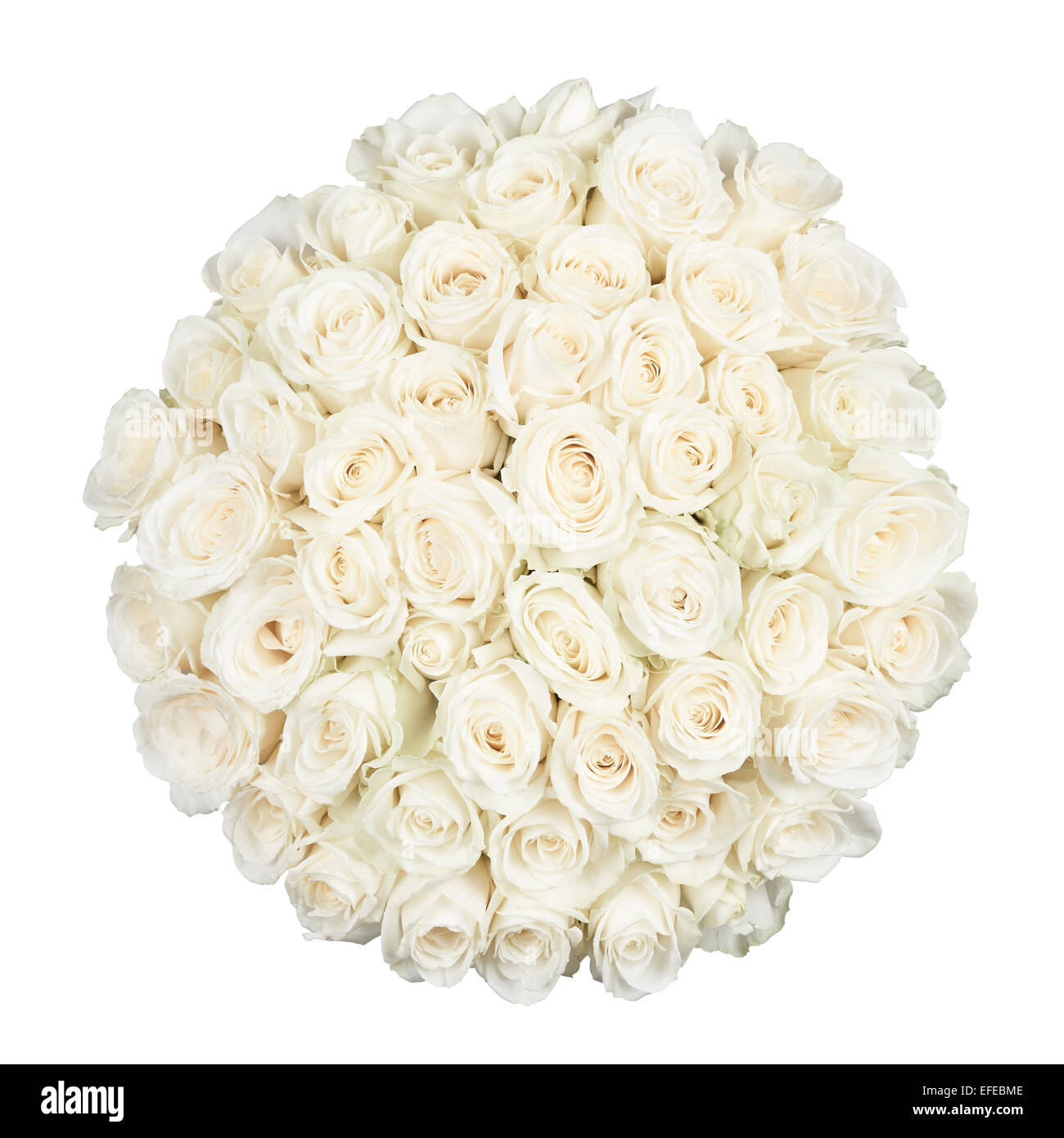 Fifty one white roses isolated on white Stock Photo - Alamy