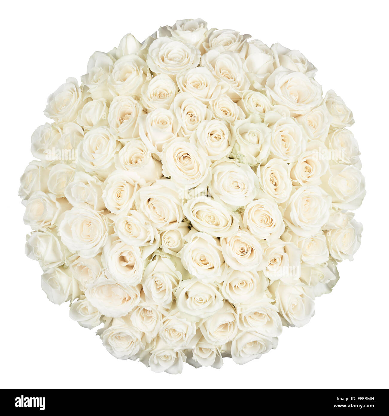 Closeup view white rose Cut Out Stock Images & Pictures - Alamy