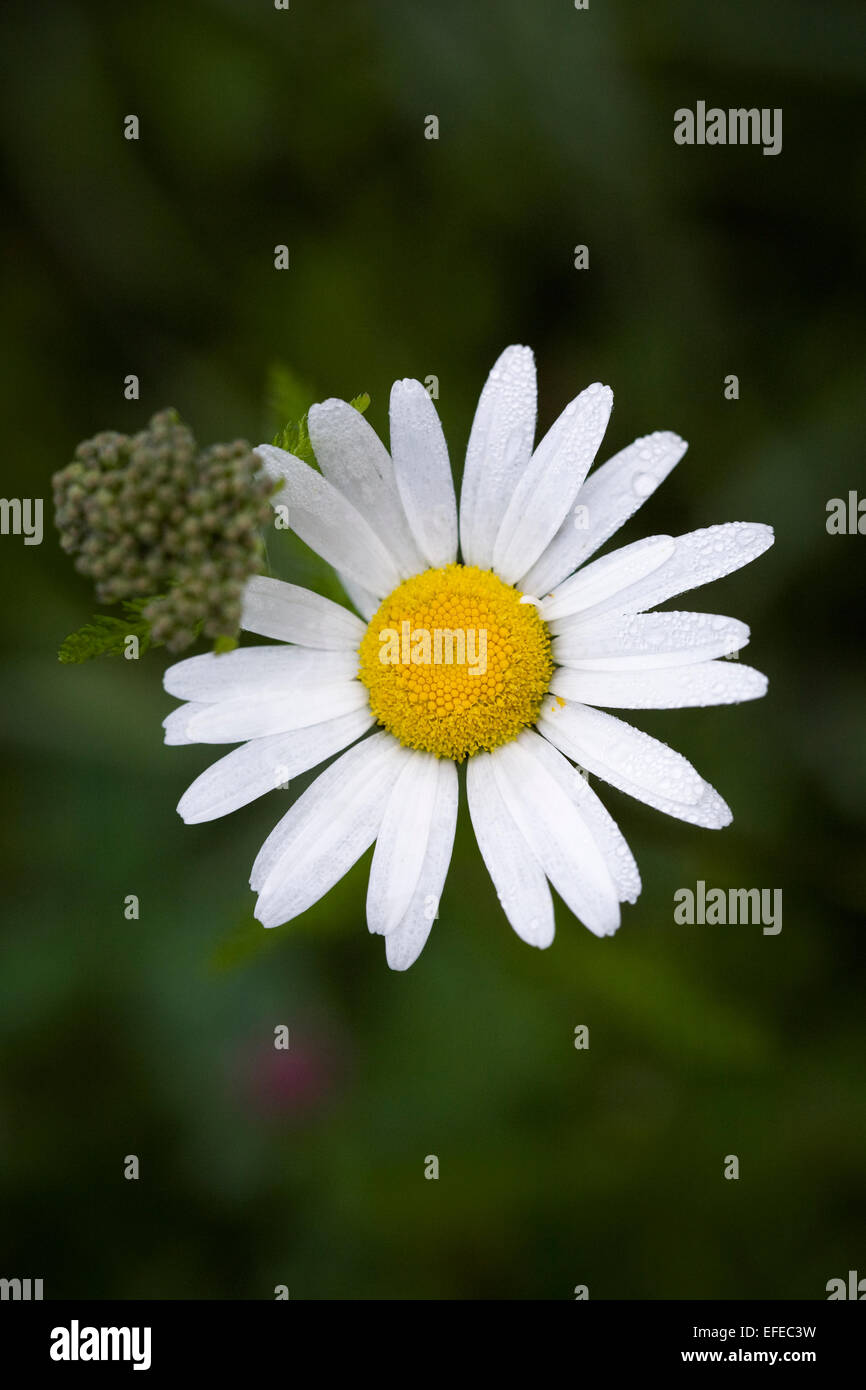 Leucanthemum vulgare. Oxeye daisies in a wildflower meadow. Stock Photo
