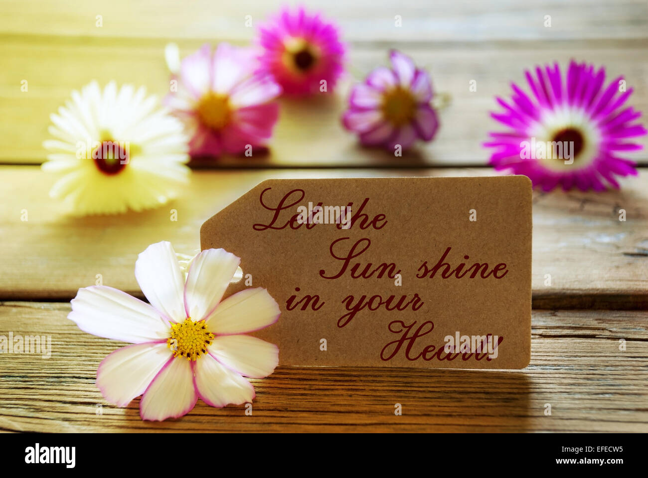 Brown Label With Sunny Yellow Effect With Life Quote Let The Sun Shine In Your Heart With Purple And White Cosmea Blossoms On Wo Stock Photo