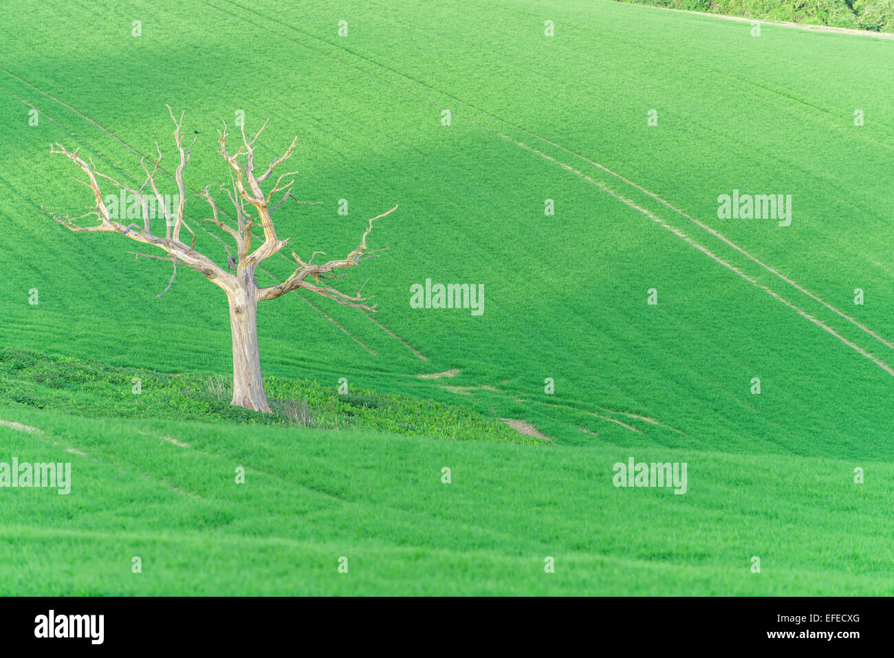 Bury Tree Close up of the mysteries bury tree Stock Photo - Alamy