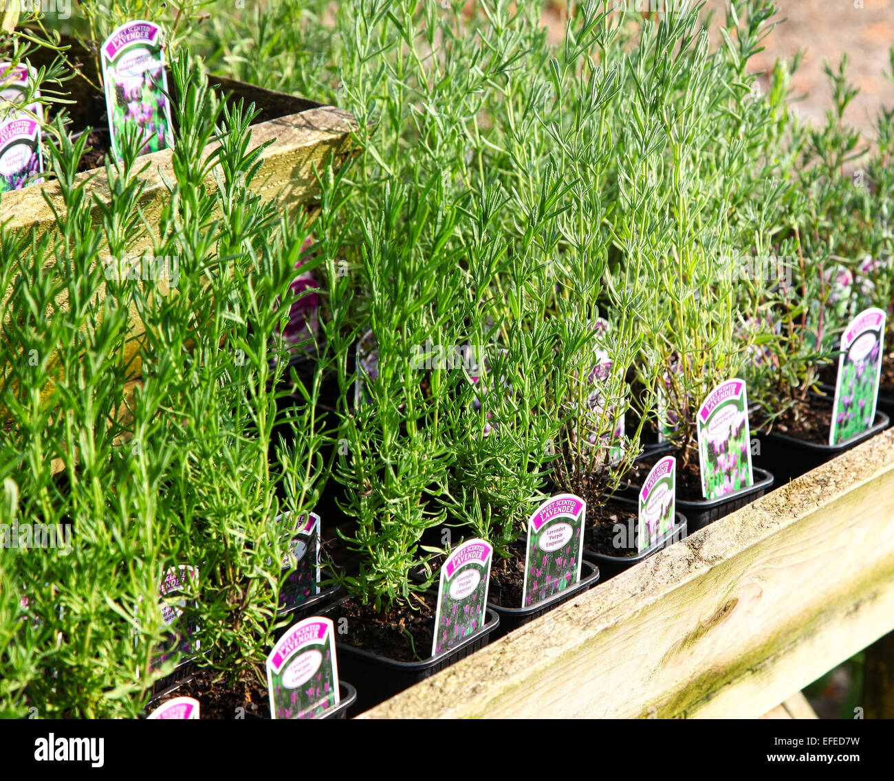 Lavender (Lavandula) 'Purple Emperor' and 'Madrid Purple' plants in pots for sale in a garden