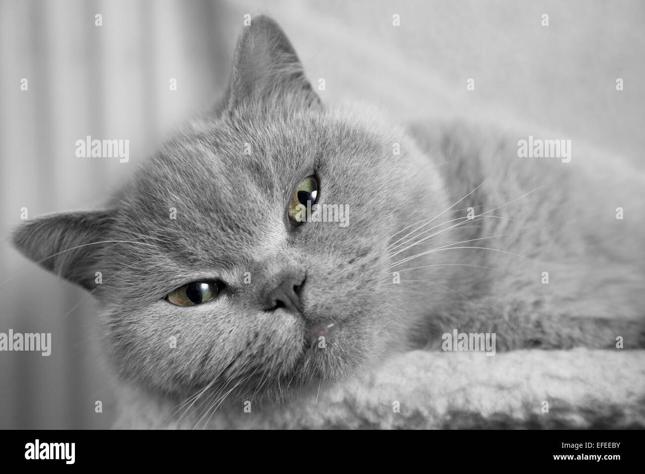 British Blue cat Stock Photo Alamy