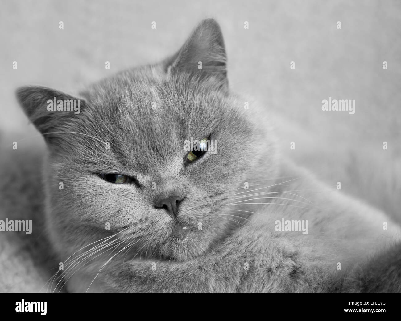 British Blue cat Stock Photo Alamy