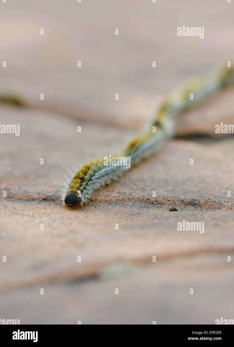 Pine processionary caterpillars, Thaumetopoea pityocampa, larvae