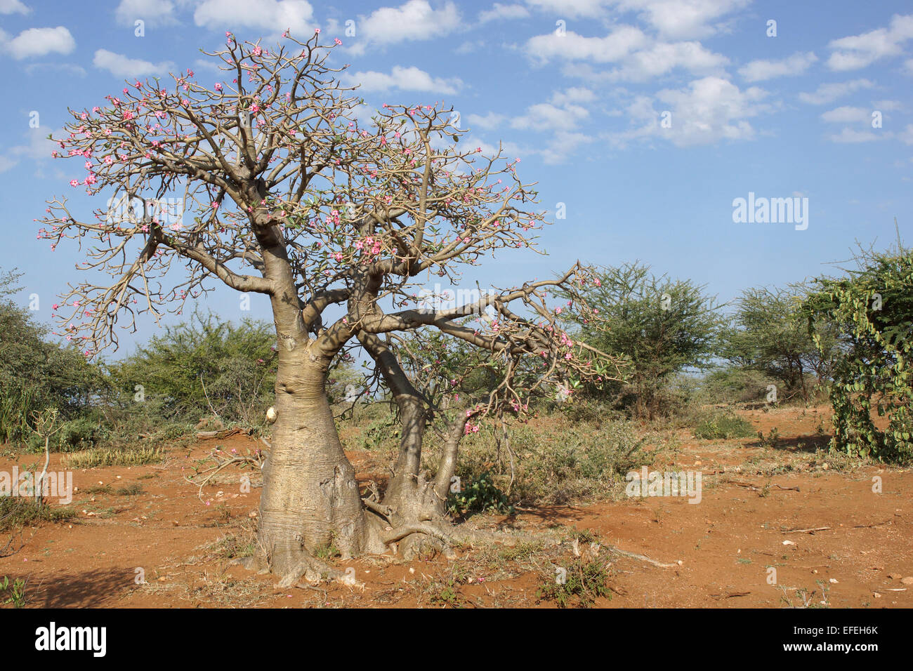 Ethiopia Roses Desert-rose, Ethiopia, Africa Stock Photo - Alamy