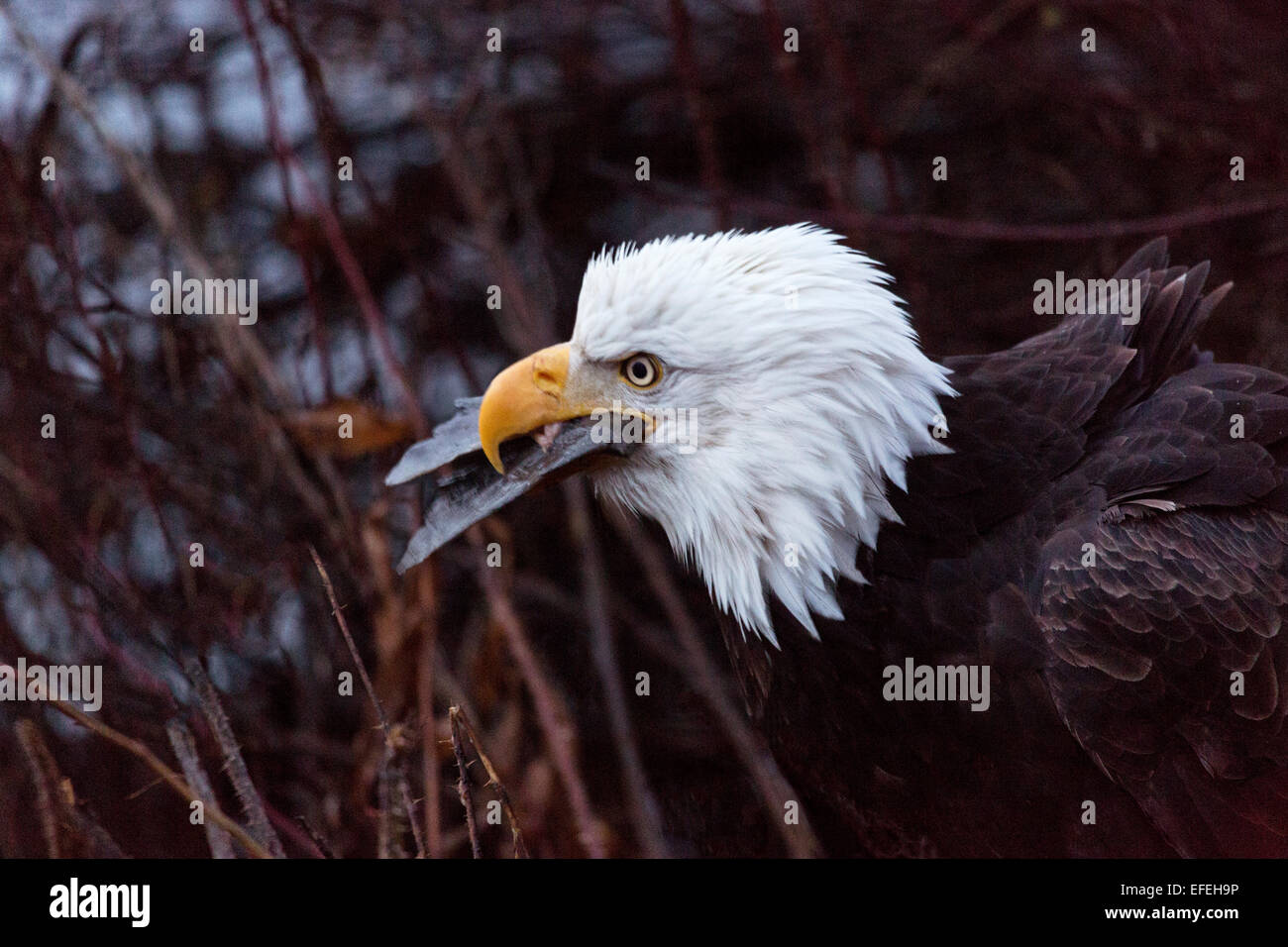 Wild bald eagle gulps fish, tail in its beak, on the banks of the Chilkat River in Haines, Alaska. Stock Photo