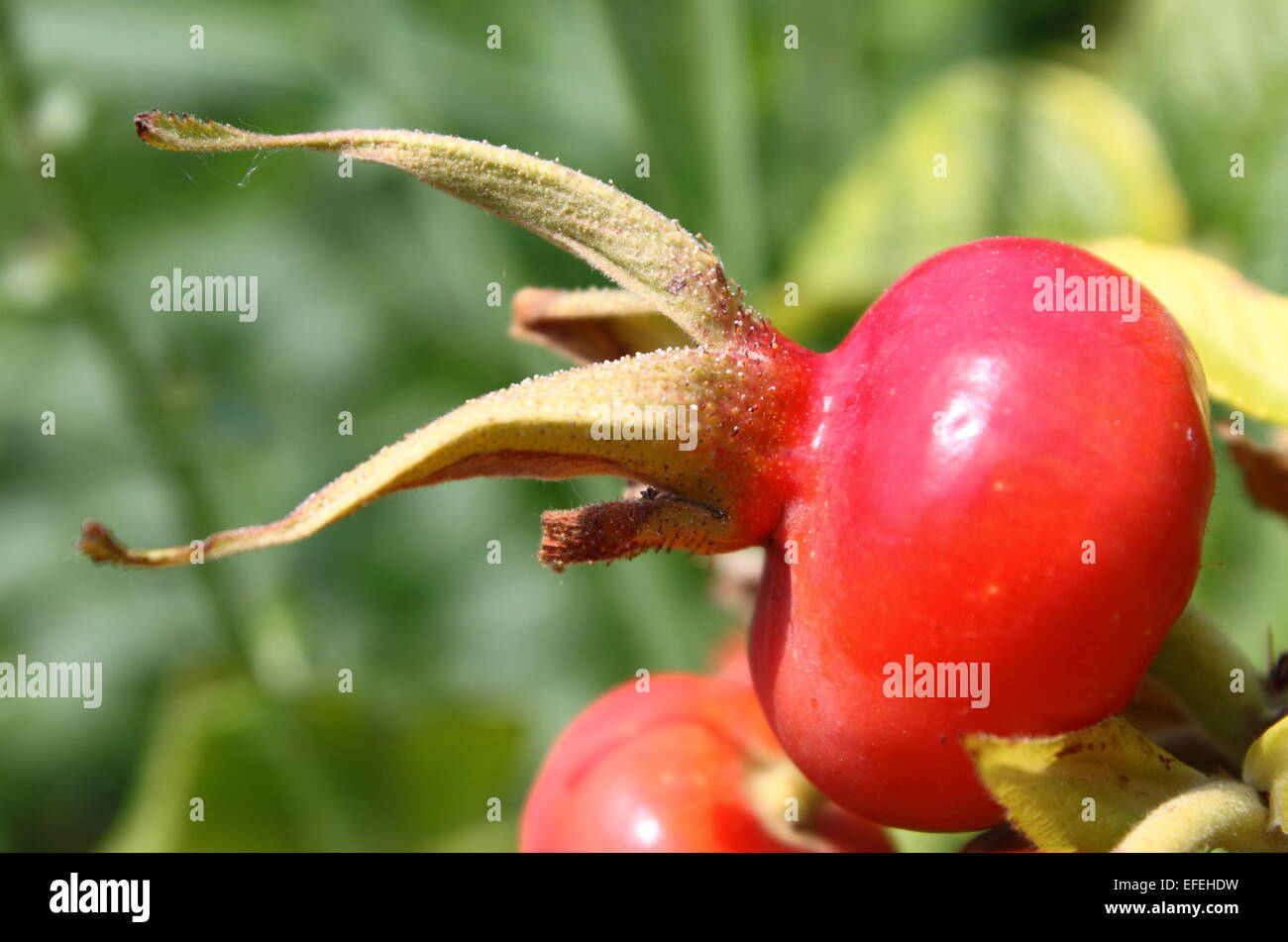 Branch of plump ripening red rosehips Stock Photo