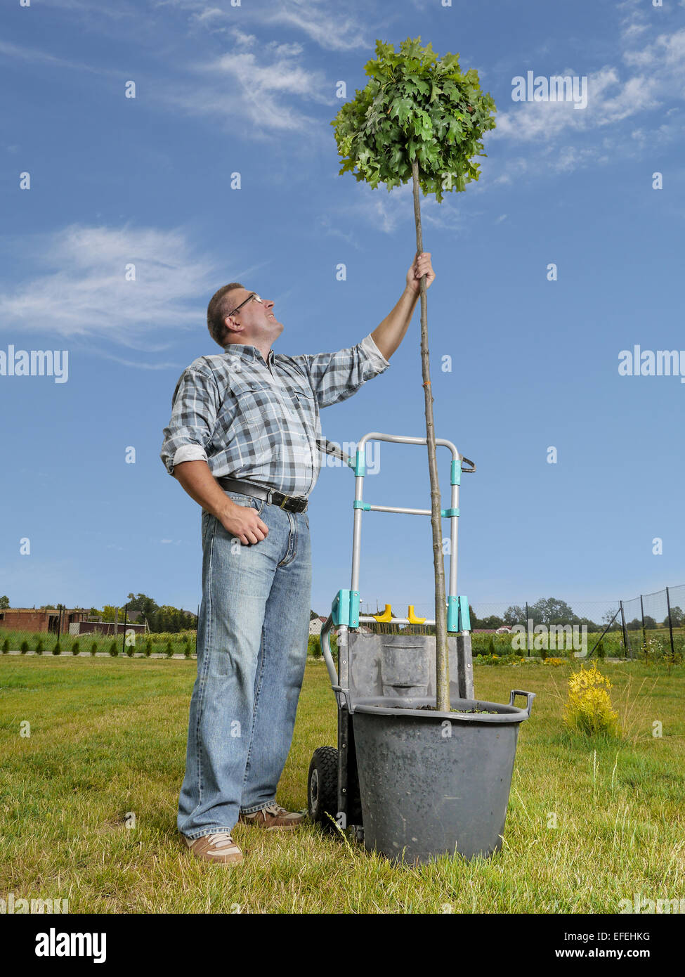 Young man looking upwards at the oak tree ready for planting in the ground Stock Photo