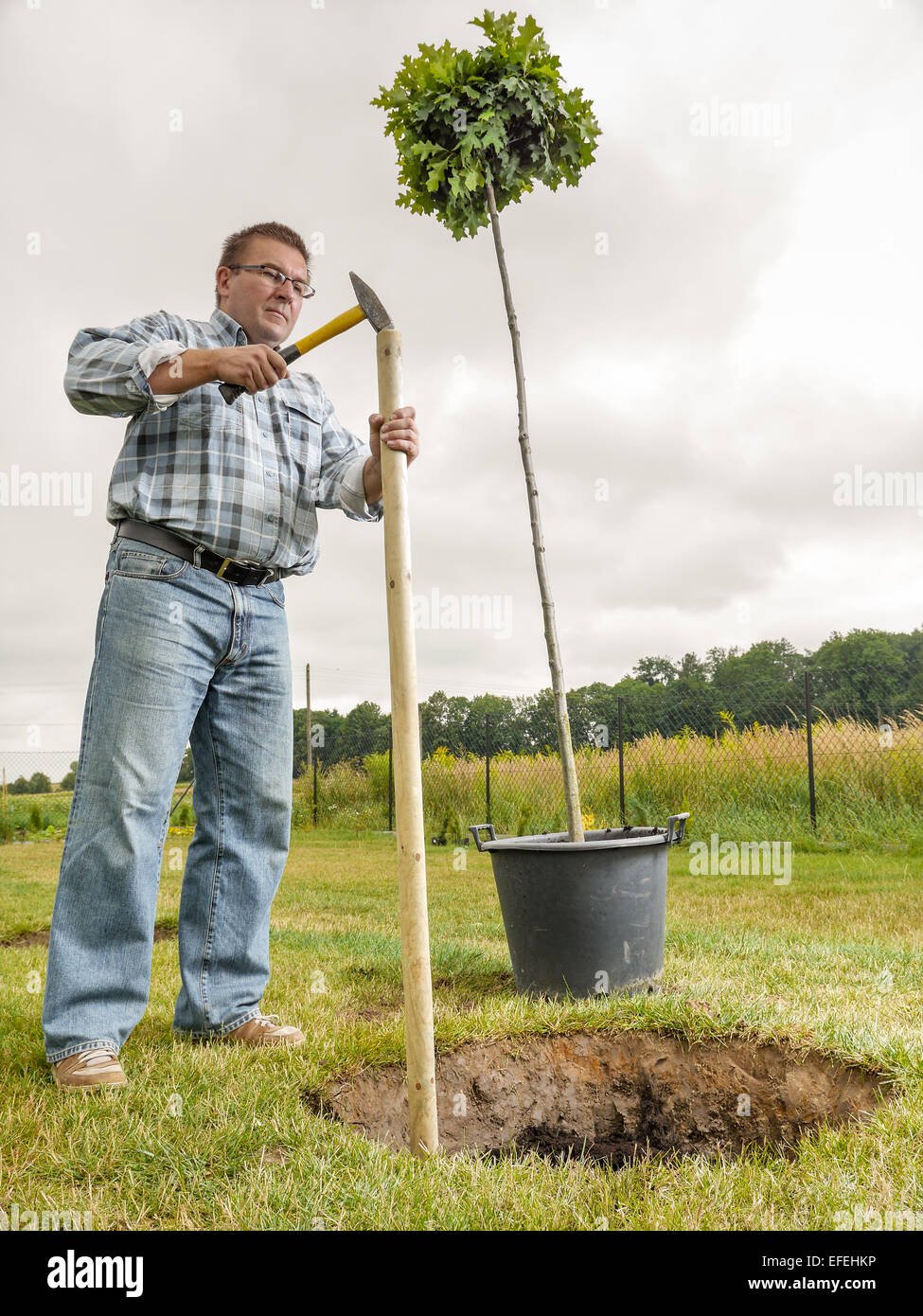 Young man hammering wooden per for supporting oak tree planted in the ground Stock Photo