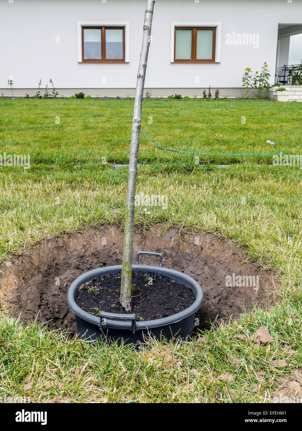 Garden tree being planted into the ground Stock Photo