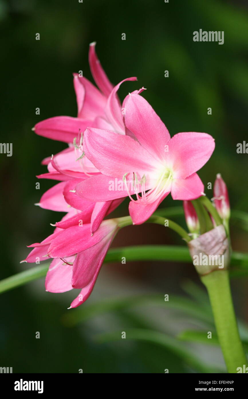 Pink Lily Stock Photo