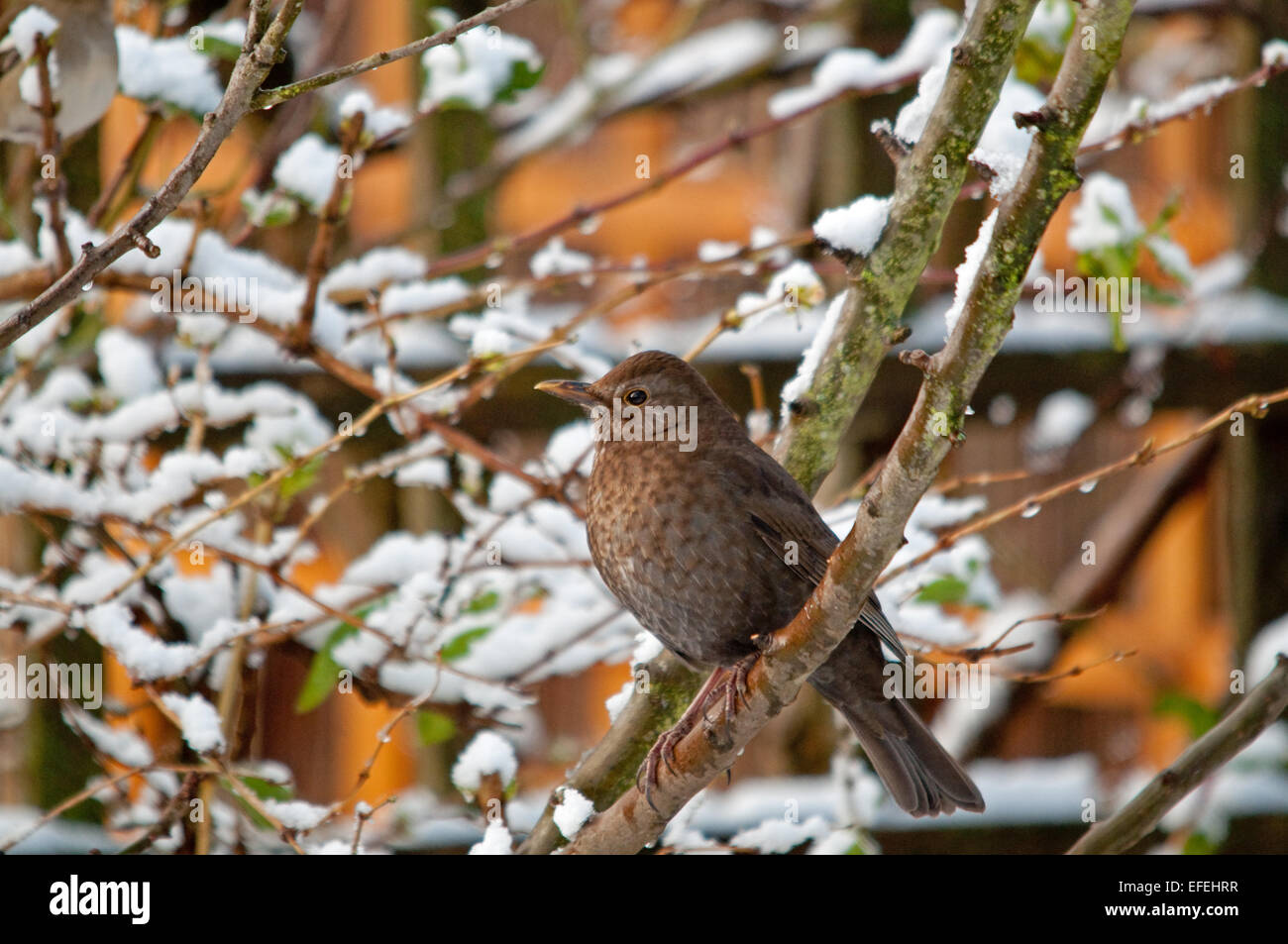 Female Blackbird perching in snowy Apple Tree Stock Photo