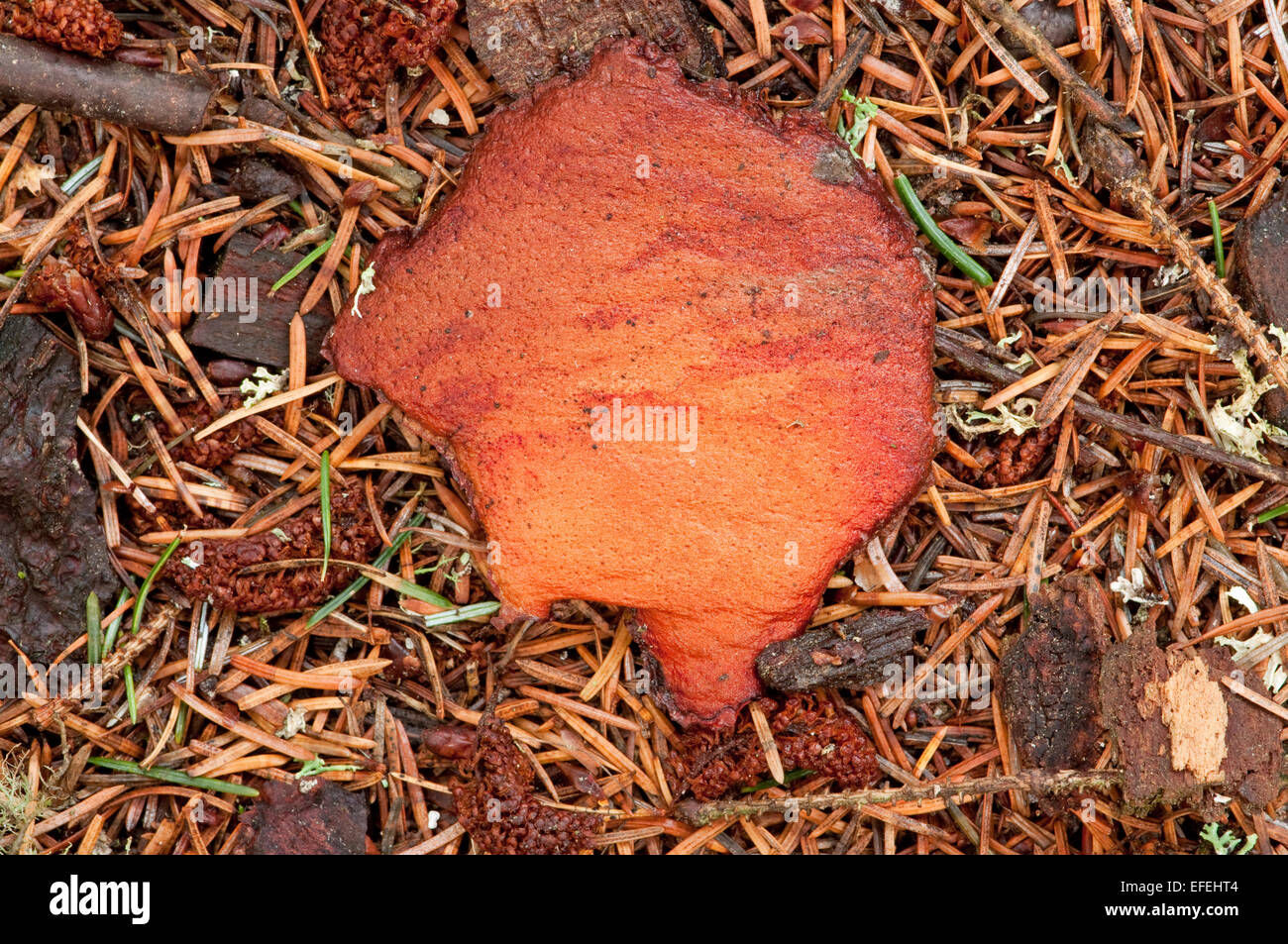 Inner layer of a flake of Pine Tree bark Stock Photo Alamy