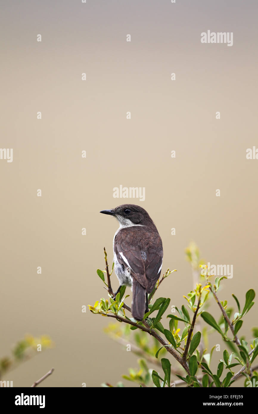 Fiscal Flycatcher (Sigelus silens) sitting on a bush in the Amakhala Game Reserve, East Cape, South Africa. Stock Photo