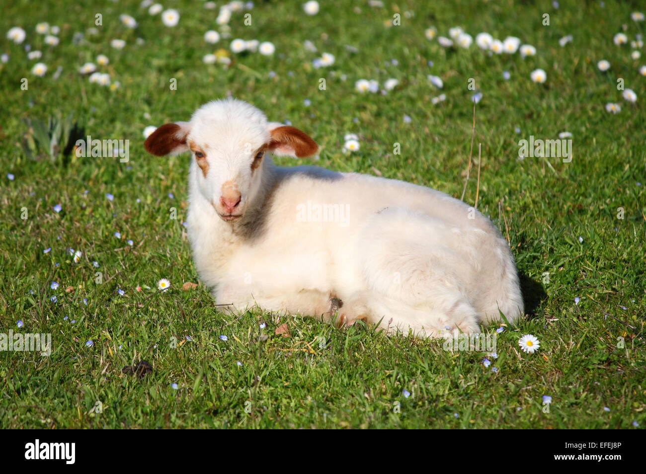 23cm Sitting Lamb