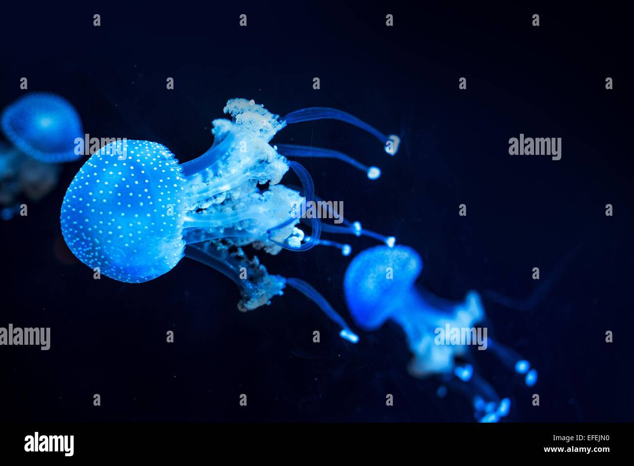 Glowing Blue Jellyfish Deep Underwater Stock Photo - Alamy