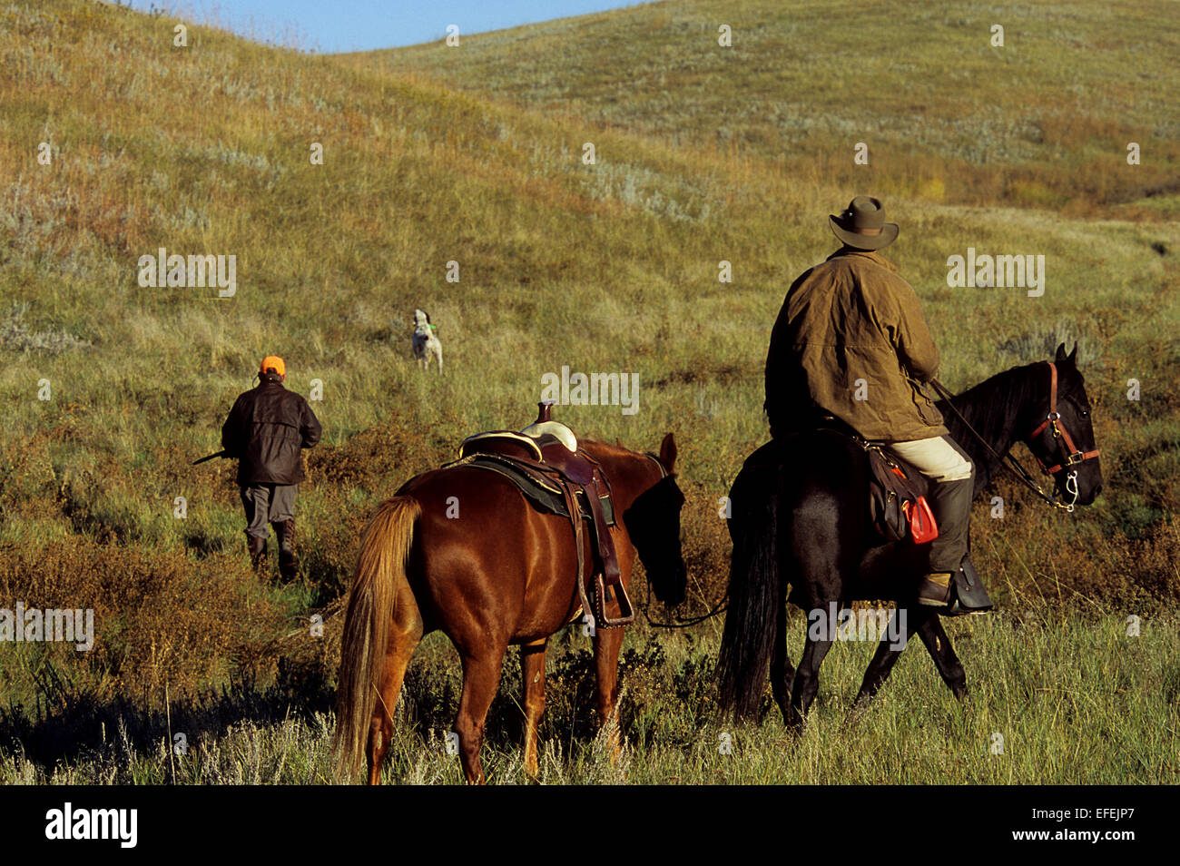 Grouse hunters riding horses while horseback hunting with dogs on the prairie near Pierre South Dakota Stock Photo