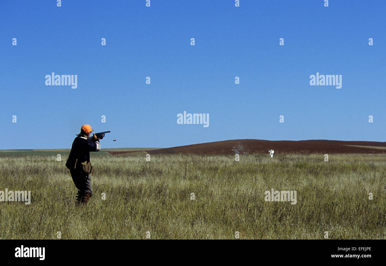 A hunter shooting at sharp-tailed grouse near Pierre South Dakota Stock Photo