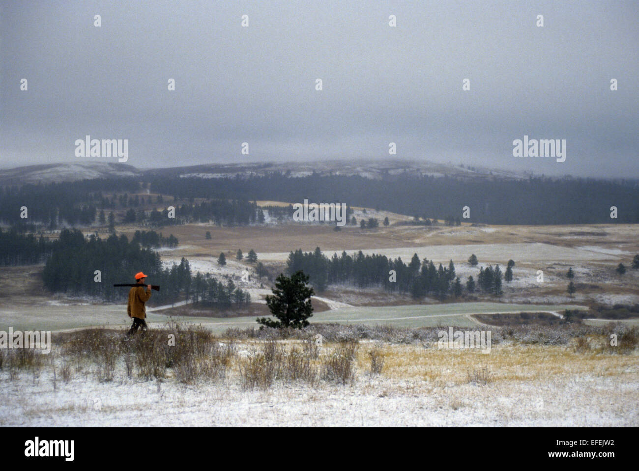 A grouse and pheasant hunter hunting in snow near Lewistown Montana Stock Photo
