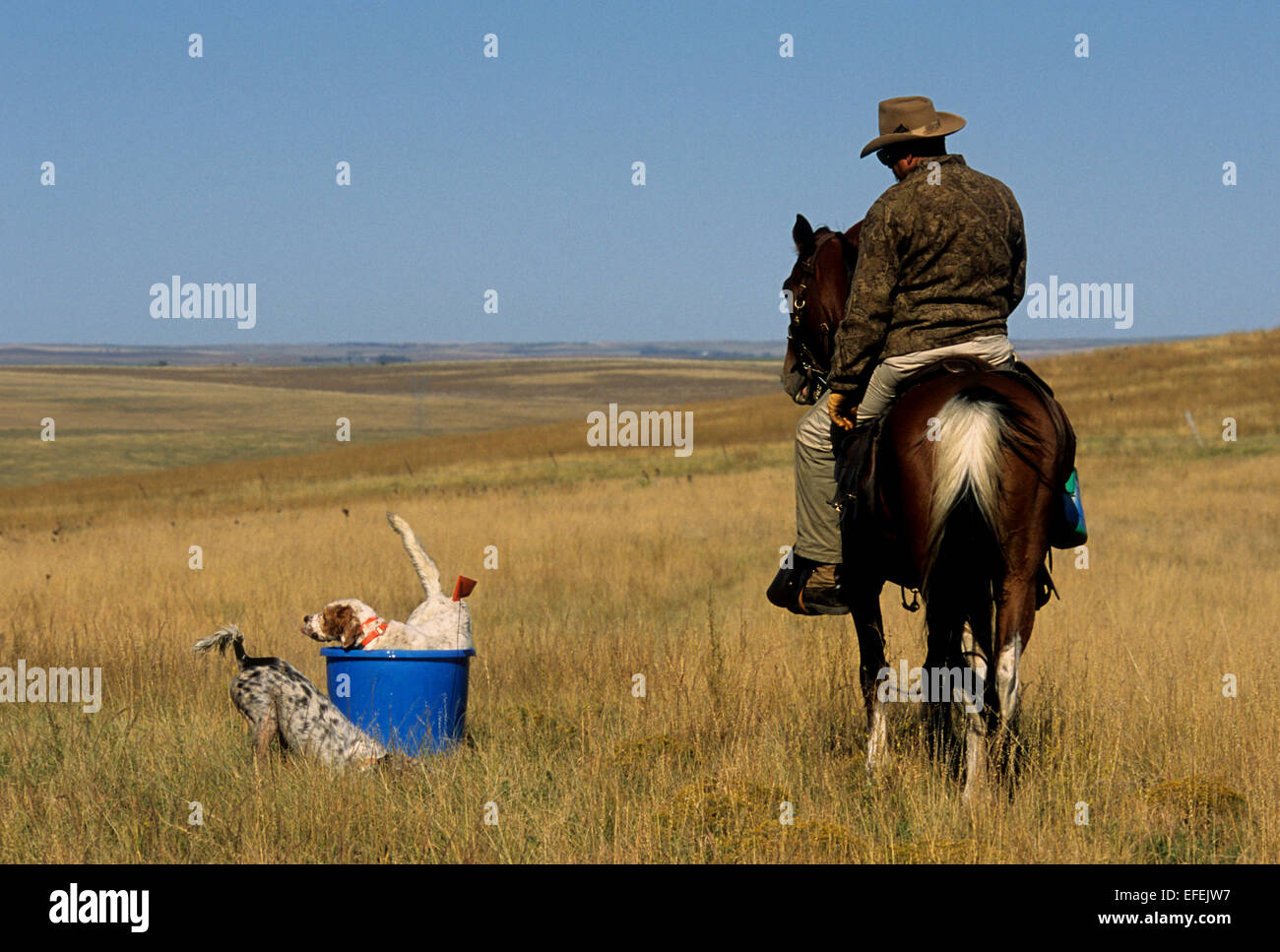 A hunter on horseback waters his English Setter hunting dogs near Pierre South Dakota Stock