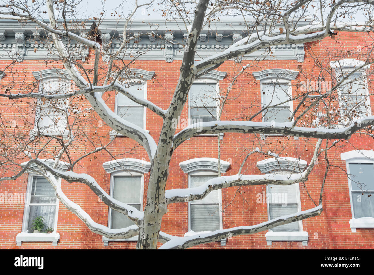 Exterior of row houses and tree covered with snow. Greenpoint Brooklyn