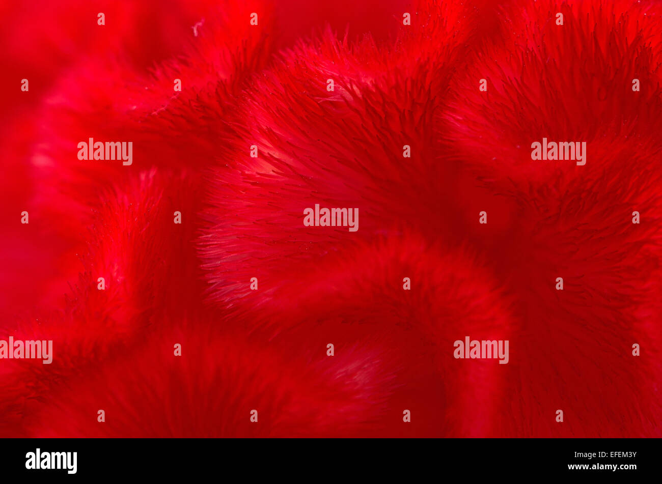 Red background abstract of Cockscomb or Chinese Wool Flower (Celosia argentea) Stock Photo