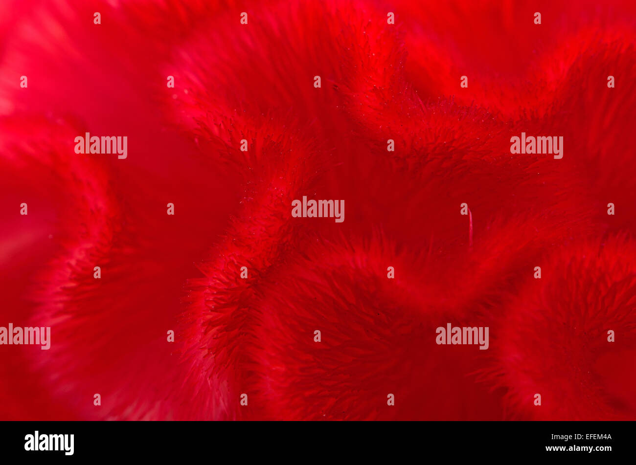 Red background abstract of Cockscomb or Chinese Wool Flower (Celosia argentea) Stock Photo