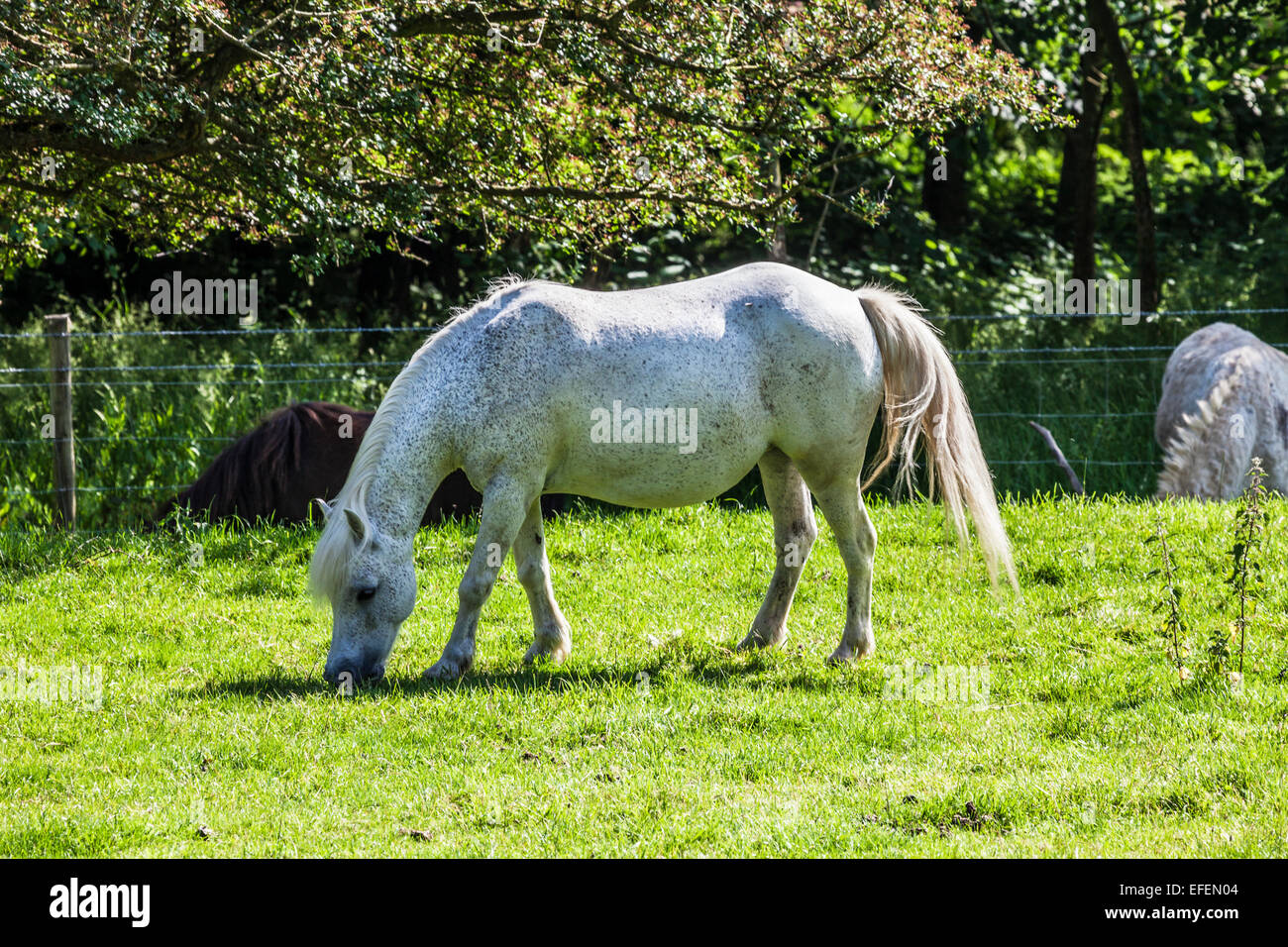 A spotted white horse grazing in a field Stock Photo - Alamy