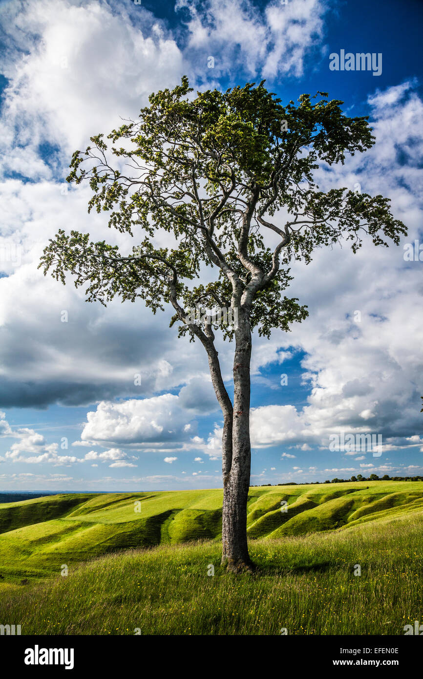 A lone beech tree (Fagus) on top of Roundway Hill near Devizes in Wiltshire. Stock Photo