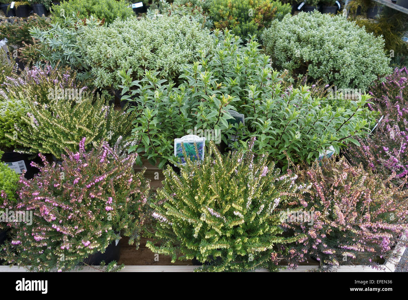 Hebes and Heather on display at a garden centre in the UK Stock Photo