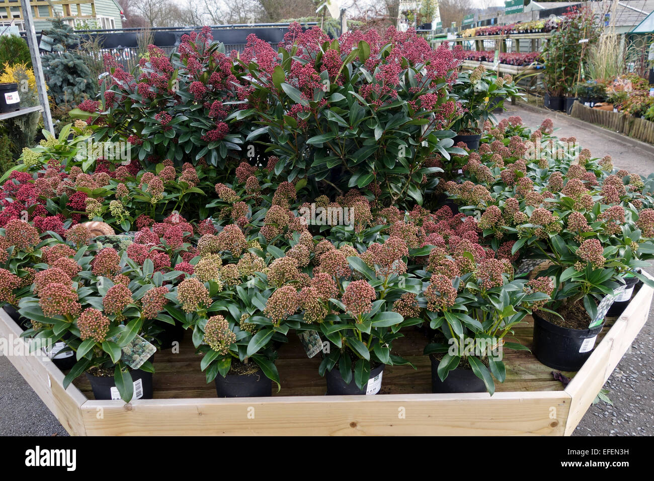 Skimmia japonica 'Rubella' & 'Fragrant Cloud' for sale at a garden centre in the UK Stock Photo