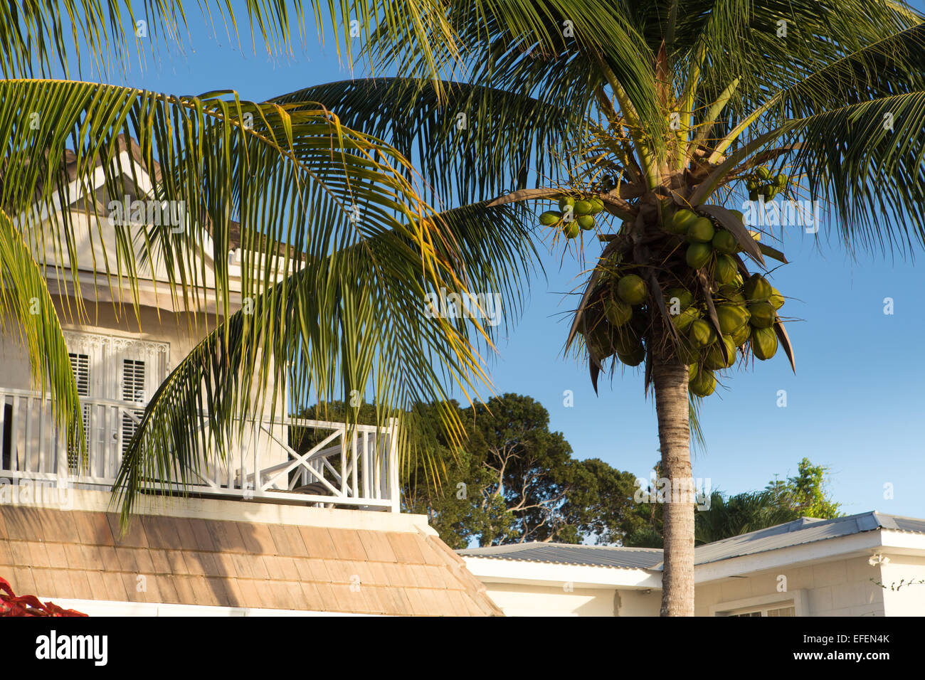 Barbados beach villa with palm tree and blue sky Stock Photo Alamy