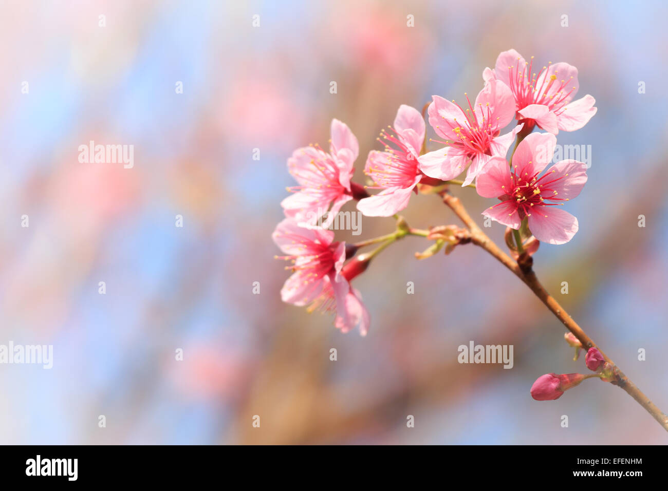 Wild Himalayan Cherry ( Prunus cerasoides ) ( Sakura in Thailand ) at Phu Lom Lo mountain , Loei , Thailand  ( Blank area at lef Stock Photo