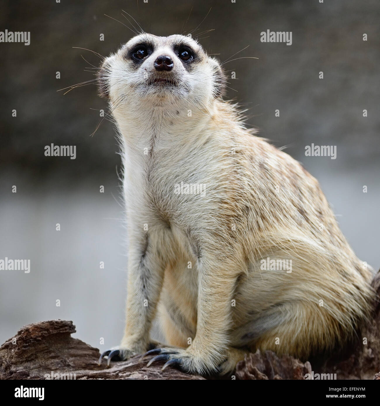 Suricate or Meerkat (Suricata suricatta), sitting on the log Stock Photo