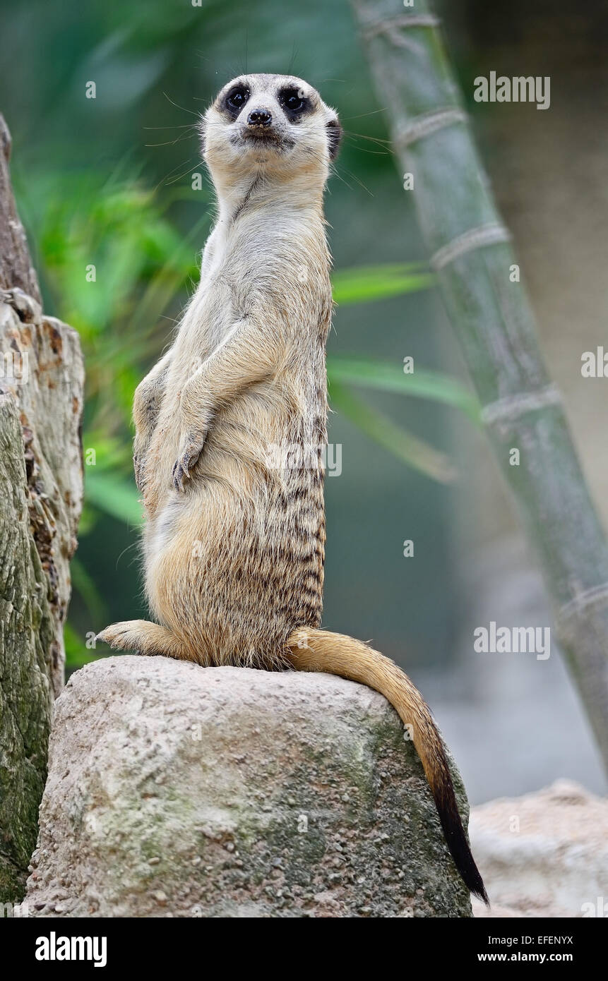 Alert Suricate or Meerkat (Suricata suricatta), standing to lookout Stock Photo