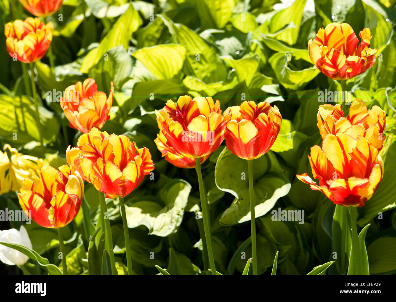 Flowerbed with few tulips of red and yellow colour Stock Photo - Alamy