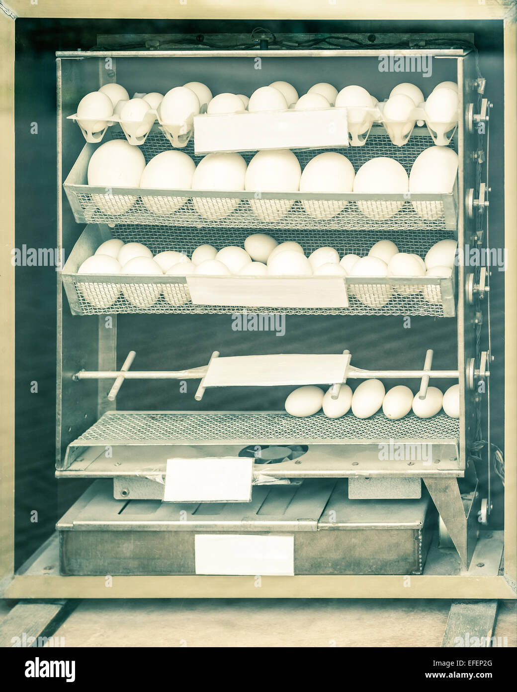 hatching apparatus (incubator Stock Photo - Alamy