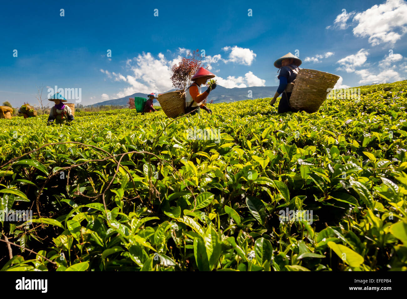 Tea pickers working on Malabar tea plantation in Pangalengan (Pengalengan), Bandung, West Java, Indonesia. Stock Photo