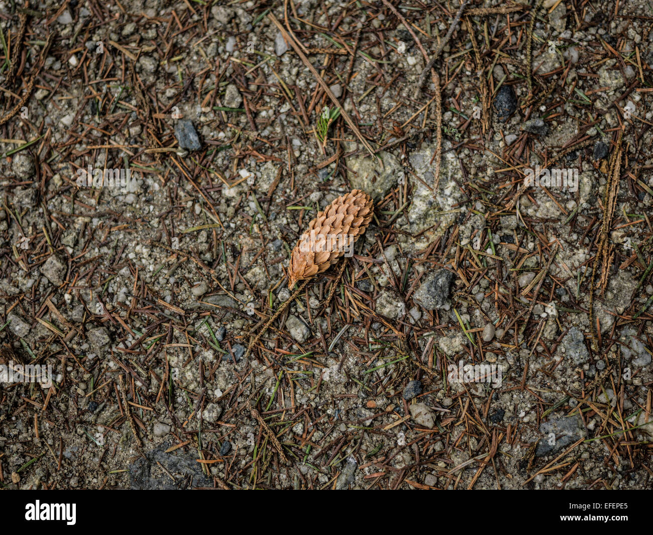 A pine cone. Stock Photo