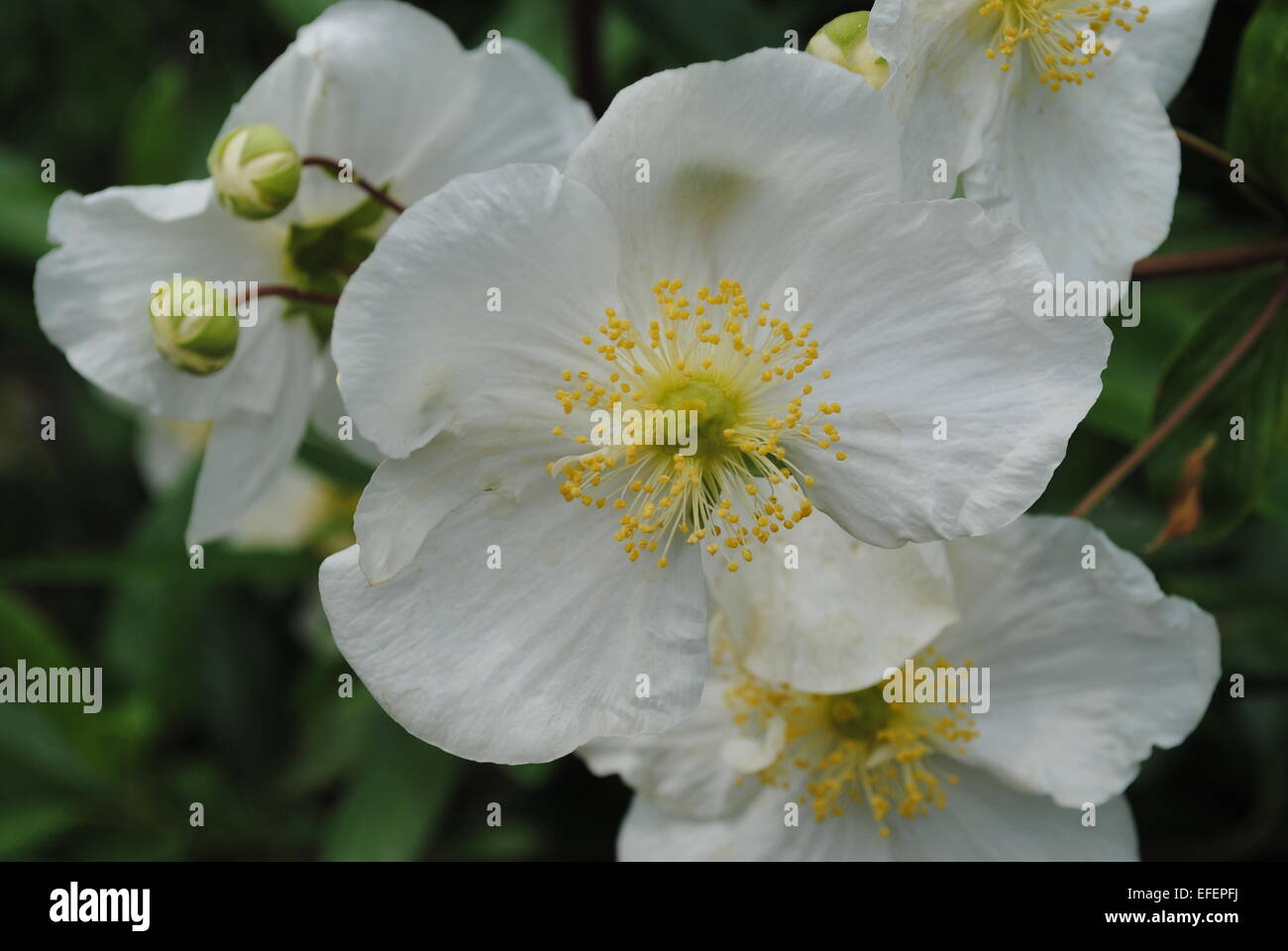 Tree anemone hi-res stock photography and images - Alamy