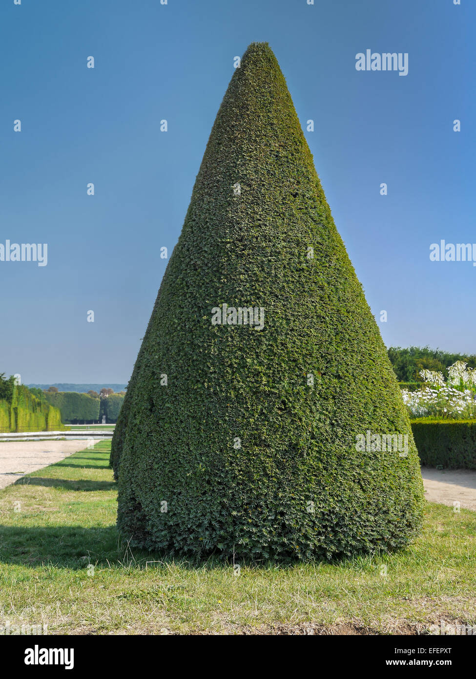 Conical evergreen trimmed shrub in Versailles garden, France Stock Photo