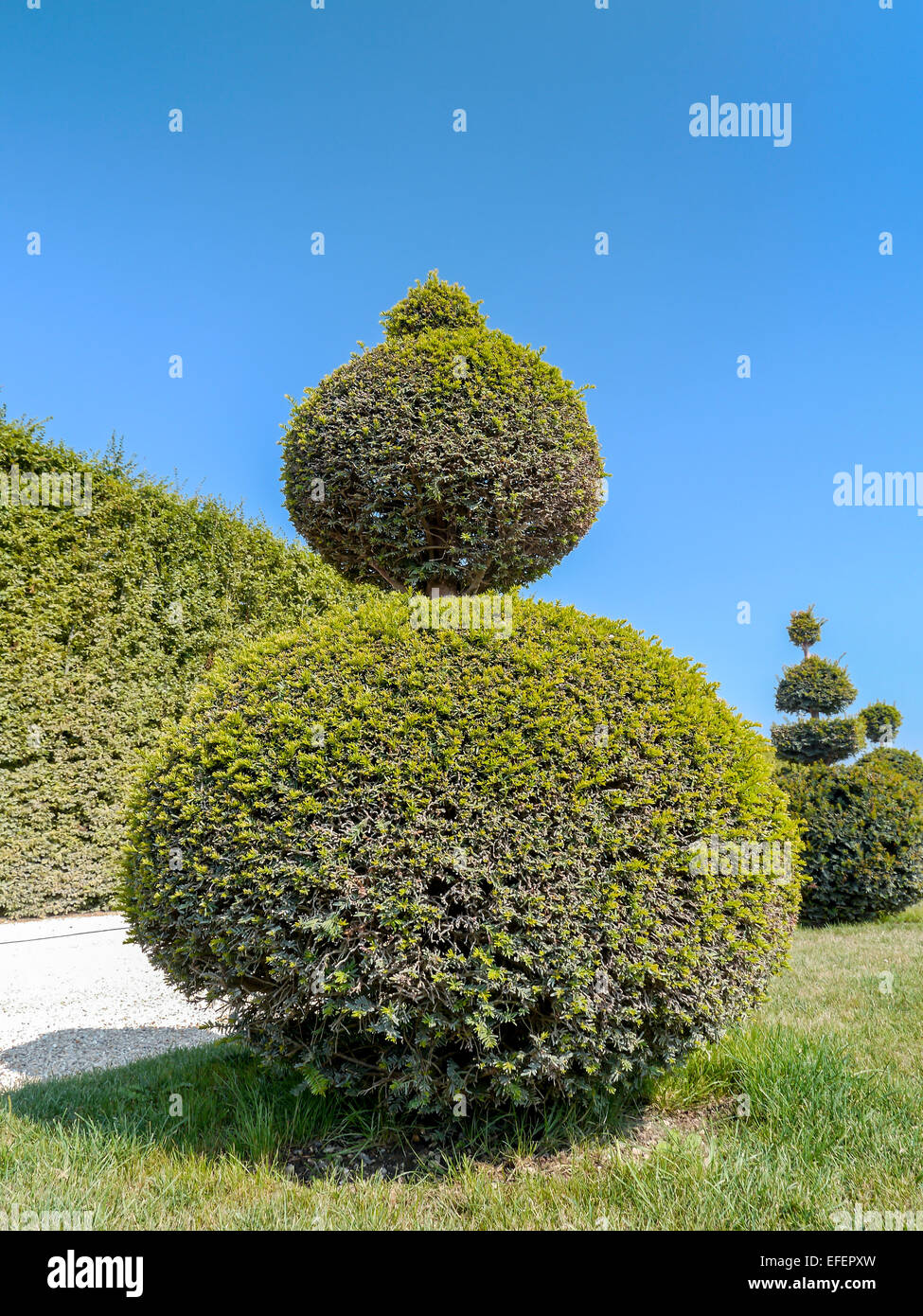 Ball-shaped evergreen trimmed shrub in Versailles garden, France Stock Photo