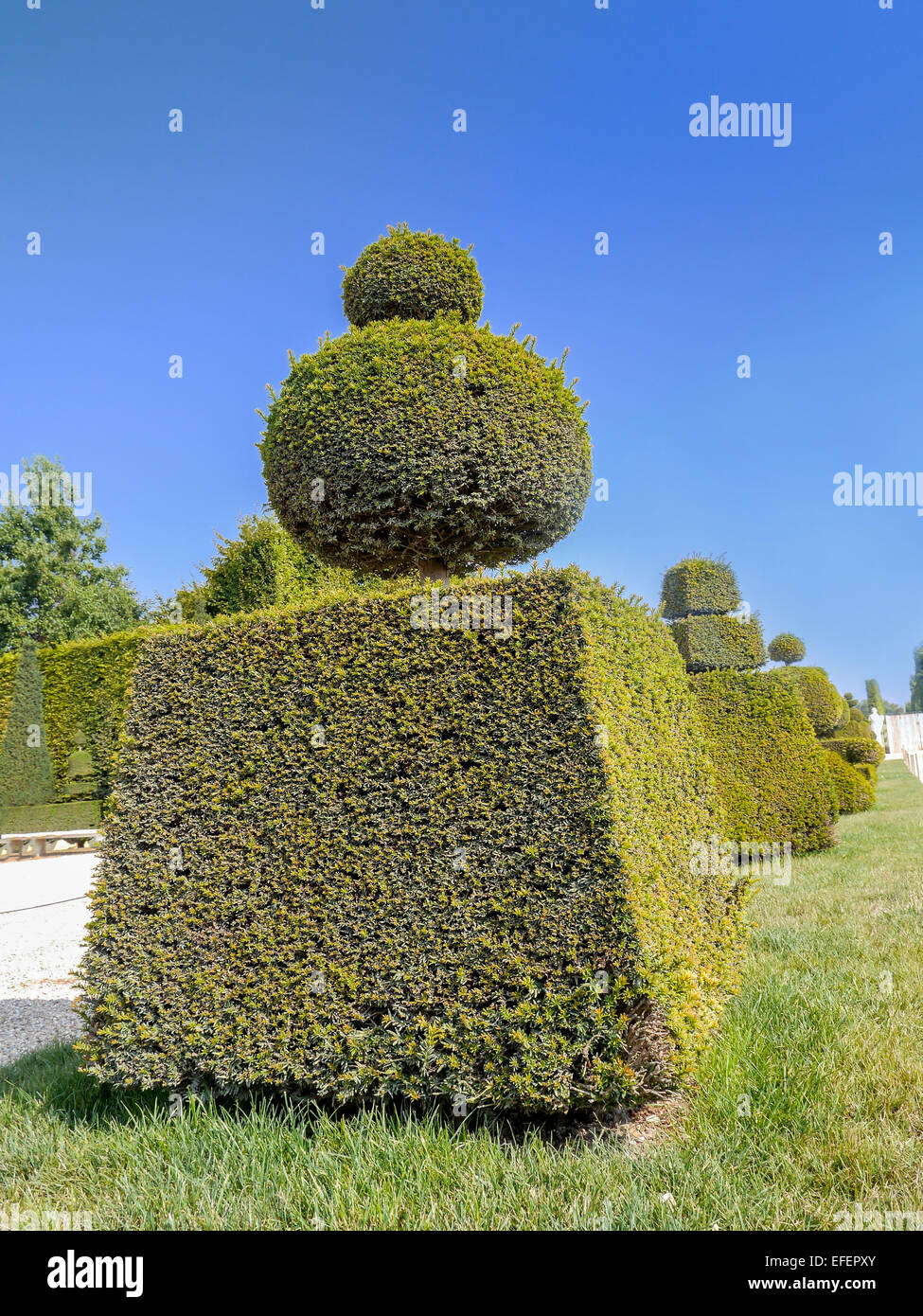 Fancy-shaped evergreen shrub in Versailles garden, France Stock Photo