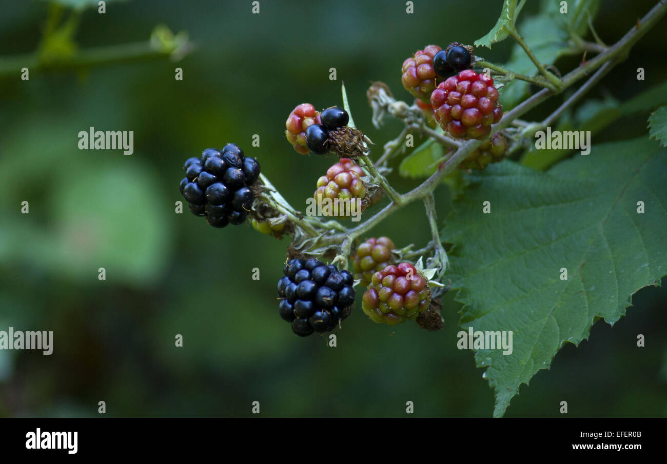 mountain blackberry Stock Photo Alamy